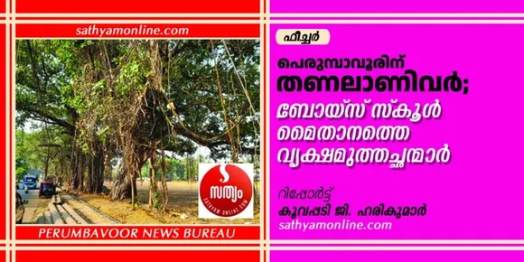 പെരുമ്പാവൂരിന് തണലാണിവർ; ബോയ്സ് സ്‌കൂൾ മൈതാനത്തെ വൃക്ഷമുത്തച്ഛന്മാർ