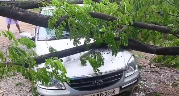 tree fell on top of the car