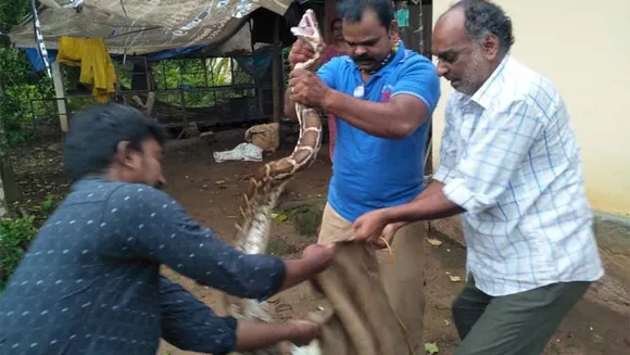 നാട്ടിലെത്തിയ മലമ്പാമ്പിനെ പിടികൂടി കാട്ടിലേക്ക് വിട്ടു