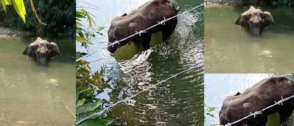 സ്‌ഫോടക വസ്തു നിറച്ച പൈനാപ്പിള്‍ കഴിച്ച ഗര്‍ഭിണിയായ ആന വായ തകര്‍ന്ന് ദാരുണമായി ചെരിഞ്ഞു;  സംഭവം പാലക്കാട്;  പൈനാപ്പിളിൽ പടക്കം നിറച്ചവരെക്കുറിച്ച് വനംവകുപ്പ് അന്വേഷണം