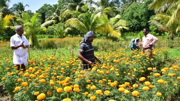 മറുനാടൻ പൂക്കളുടെ ഓണത്തിന് കോവിഡ് തടസമായപ്പോൾ നാടൻപൂക്കൾക്ക് ഇത് ഓണക്കാലം