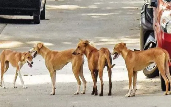 തെരുവുനായ ആക്രമിച്ചാൽ ? നഷ്ടപരിഹാരത്തിന് എവിടെ പരാതിപ്പെടണം ? അറിയേണ്ടതിവയൊക്കെ...