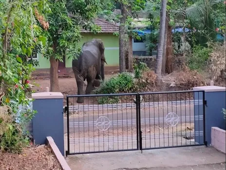 മുതുകുർശ്ശിയിൽ നാട്ടിലിറങ്ങിയ കാട്ടാന ഭീതി പരത്തി