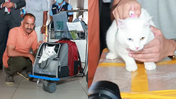 eva cat 