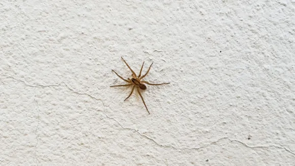 Woman Complains Of Ringing In Ears; Doctors Find Spider Inside