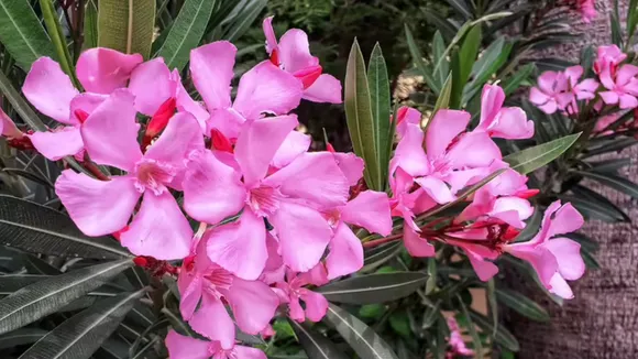 A Woman's Death Sparks Ban On Oleander Flowers In 2500 Kerala Temples