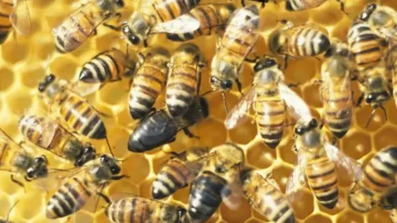 US: Girl Fears 'Monsters' In Room, Parents Find 60,000 Bees Instead