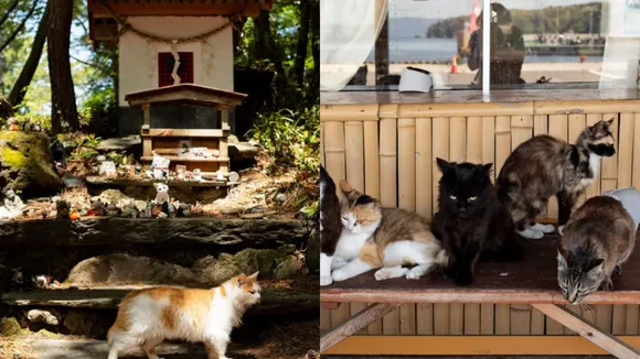 cat island