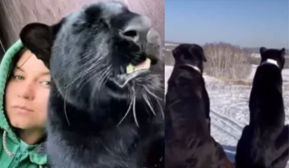 Video: Russian Woman Raises Black Panther Mistaking It For Cat