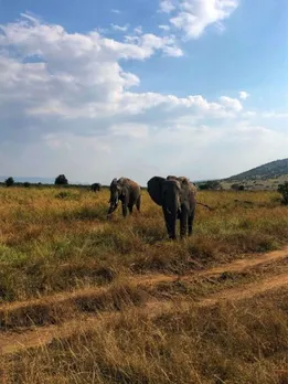 african safari