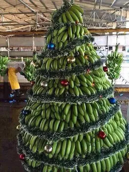 Bananas for a Christmas tree! 