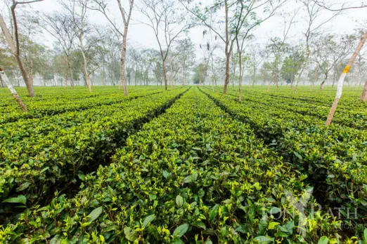 Avantika Jalan, Chota Tingrai Tea Estate