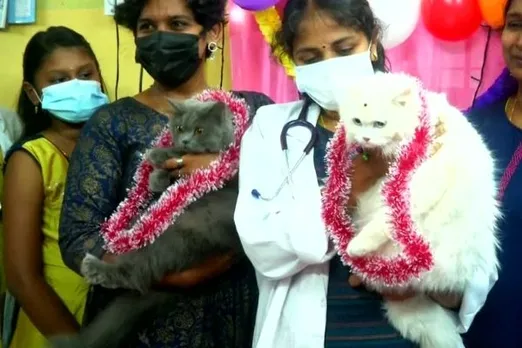 Baby shower for pregnant cats