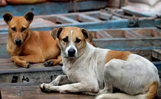 Quick Reads: Grandfather Saves Baby Girl From Stray Dog In Noida