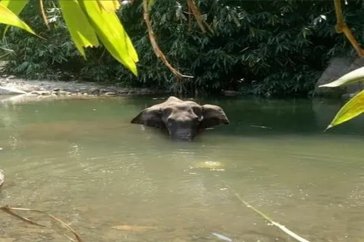 Why The Kerala Elephant Story Raises Questions On Humanity