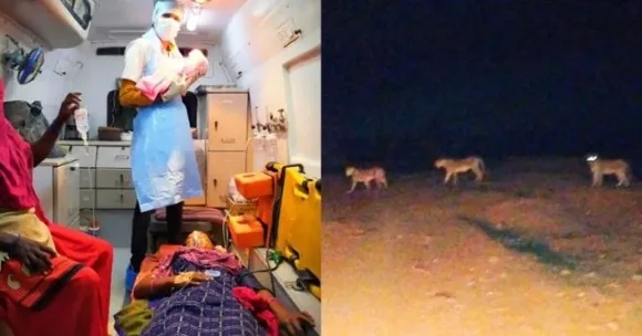 In Gujarat Woman Delivers Baby While Lions Guard The Ambulance