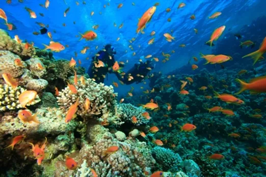 7 Of India's Favourite Diving Spots