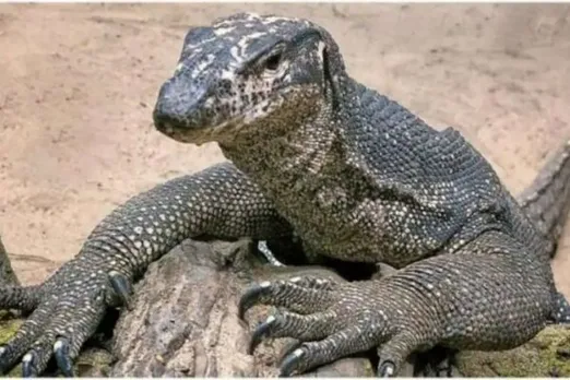 Monitor Lizard Gangraped, Does Human Depravity Know No Bounds?