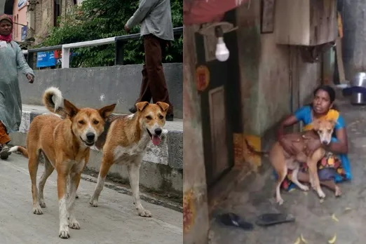 This Chennai Woman Eats Once A Day To Feed Her 13 Dogs