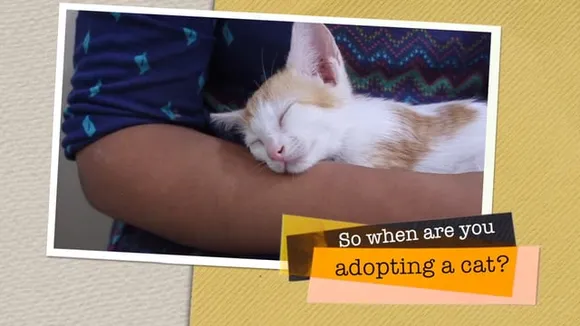 A Startup For Cats: Love And Adopt Them, All For Good Reason