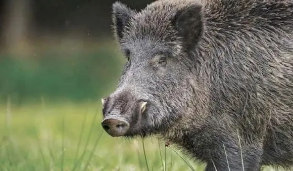 Quick Reads: Villagers Pay Respect To Woman Who Died Saving Daughter From Wild Boar