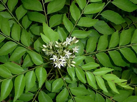 Benefits Of Consuming Curry Leaves