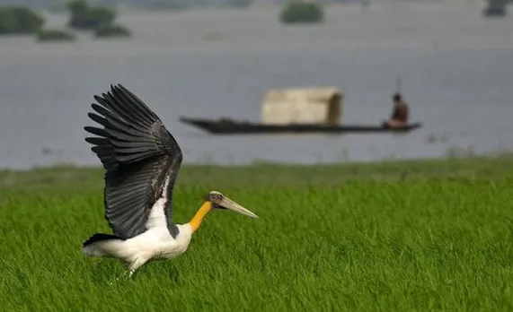In Assam, a women's 'army' is saving an endangered species of bird