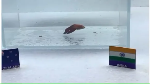 IND vs NZ में कौन जीतेगा आज का मैच, इस जादुई मछली ने बताया! फैंस न देखें वायरल वीडियो