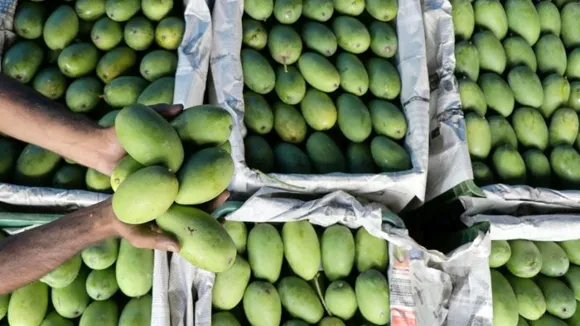 Indian Mango Shipment Expands Footprint