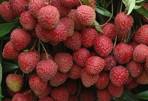 Bihar's Shahi Litchi Got Geographical Indication Tag and Became Exclusive Brand