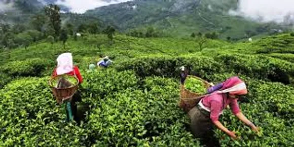 India's Tea Production Saw an Marginal YoY Growth of 1.41 %