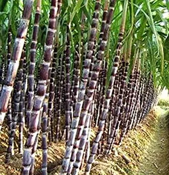 UP Sugar Mills Have Rs 7364 Crore As Outstanding Dues to Sugar Cane Farmers