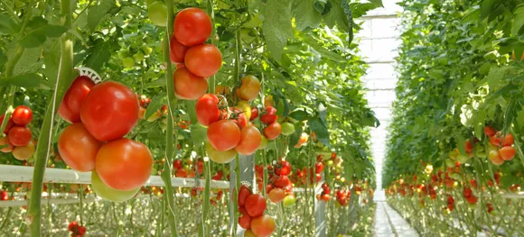 Agritech Startup -Barton Breeze Introduces Bank Guarantee for Hydroponic Farms