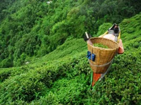 Tea Production of India Increased 16.5% in Sept 2022