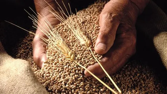 Wheat Harvest Sets Records in Punjab with 12.93 Lakh Tonnes Production
