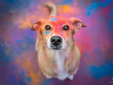 Bring in the pawsitive with these tips to plan a safer Holi for your pets!