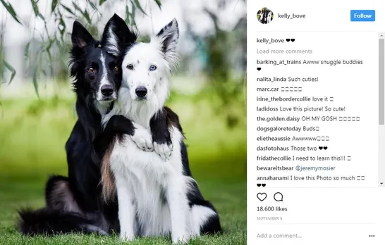 popular dogs on Instagram