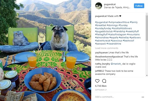 popular dogs on Instagram