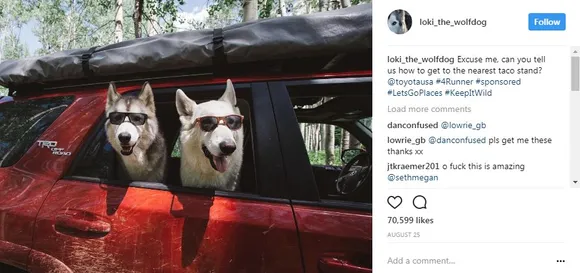 popular dogs on Instagram