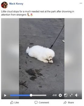 Dogspotting