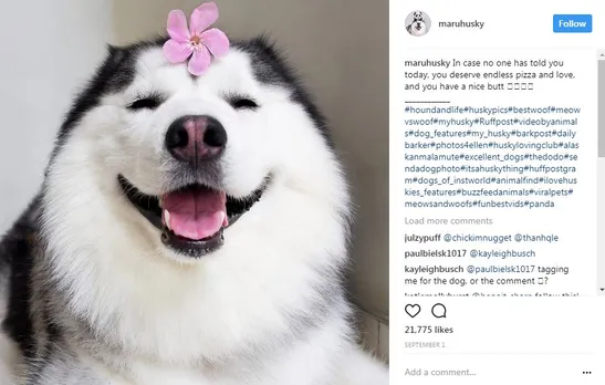 popular dogs on Instagram