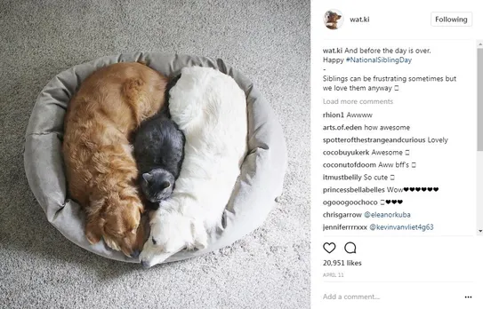 popular dogs on Instagram