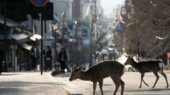 Deer-in-street.