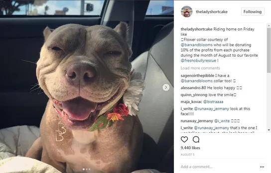 popular dogs on Instagram