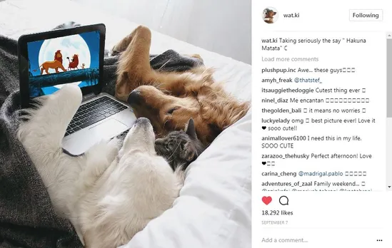 popular dogs on Instagram