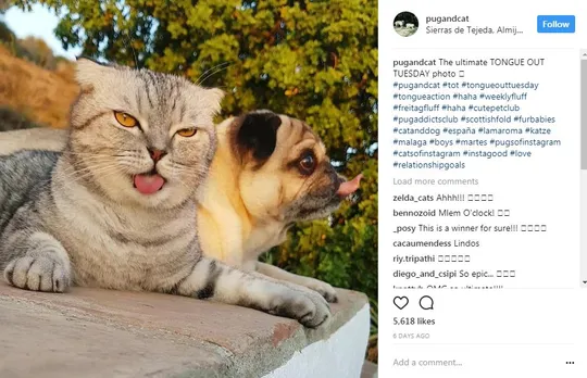 popular dogs on Instagram