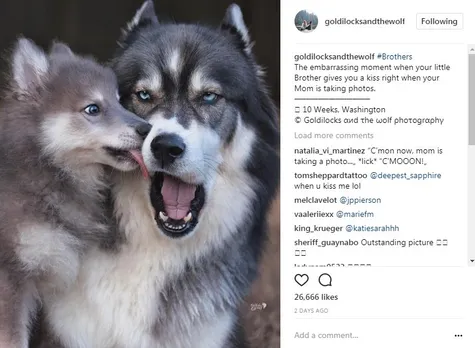 popular dogs of Instagram