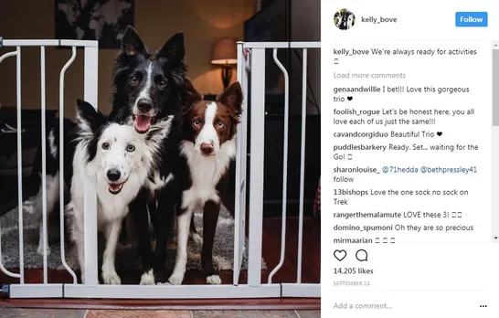 popular dogs on Instagram