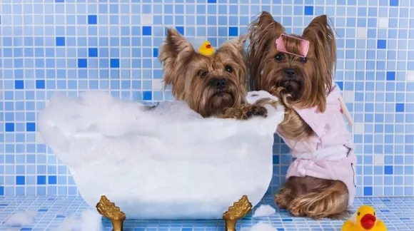 The best pet grooming salons for your furry friend in your city!