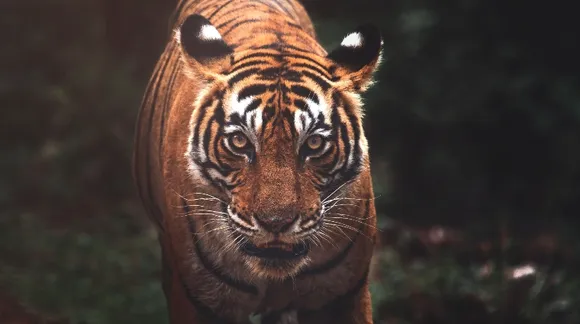 These Wildlife Photographers capture Tigers in all their fierceness